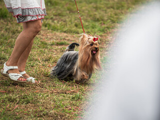 Beautiful dogs at an outdoor dog show. - 661179295