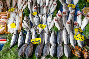 boxes of fresh fish at the fish market