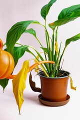 Watering Decorative home indoor plant spathiphyllum with large green leaves in a brown pot. Caring for house plants.