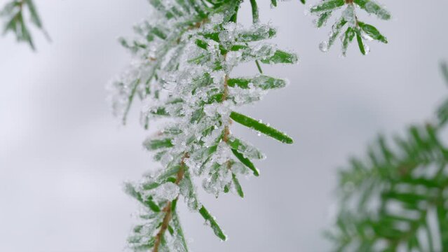 Frozen green branch of western hemlock in winter. Well-groomed manicured female hand touching gently green ice-covered needles of a coniferous tree. High quality 4k footage