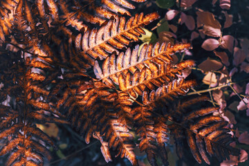 End of life cycle. Dry Autumn Ferntwisty and dry ferns in the fall. Colorful fern leaf