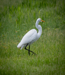 Great White Egret with long black legs, walking in grassy meadow.