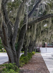 Southern Oak trees with hanging Spanish moss along a sidewalk
