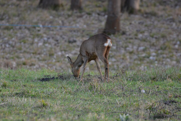 Capreolus capreolus-Roe deer-Chevreuil/IUCN=LC-M101_011_001