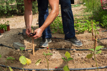 Fototapeta premium planting new vegetables in the soil ground by a man