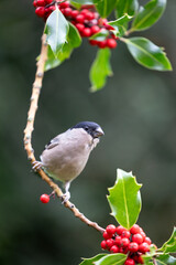 Adult female bullfinch (Pyrrhula pyrrhula) perched in the branch of a holly tree - Yorkshire, UK in...