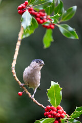 Adult female bullfinch (Pyrrhula pyrrhula) perched in the branch of a holly tree - Yorkshire, UK in Autumn