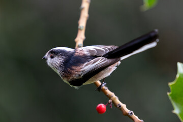 Long Tailed Tit (Aegithalos caudatus) perched in the branch of a holly tree - Yorkshire, UK in Autumn