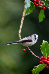 Long Tailed Tit (Aegithalos caudatus) with beak open whilst perched in the branch of a holly tree - Yorkshire, UK in October