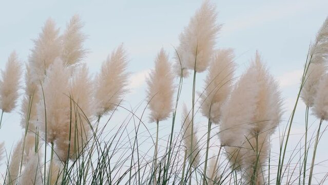 Pampas grass panicles sway in the wind, close-up