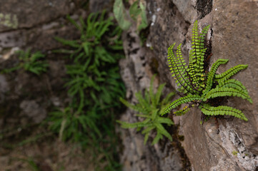 Asplenium trichomanes - Maidenhair spleenwort - Capillaire des murailles