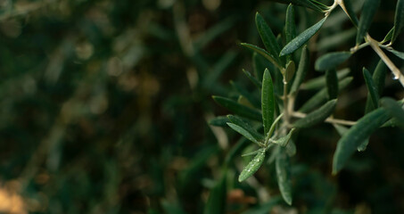 Mediterranean Olive tree in the season Spain