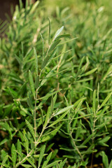 Mediterranean Olive tree in the season Spain