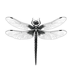 Hand Drawn Sketch Dragonfly Insect Illustration