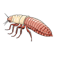 Hand Drawn Flat Color Flea Insect Illustration

