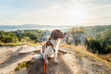 Portrait of a dog on a rock mountain. Travel dog on a hike. Welsh springer spaniel cute healthy dog. - obrazy, fototapety, plakaty