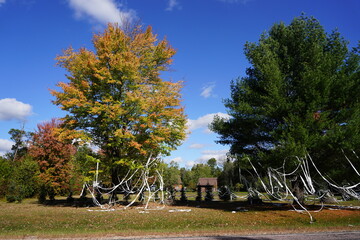 Trees and the yard were covered in toilet paper during the High School Homecoming celebration.