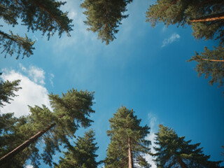 Obraz premium trees in the forest