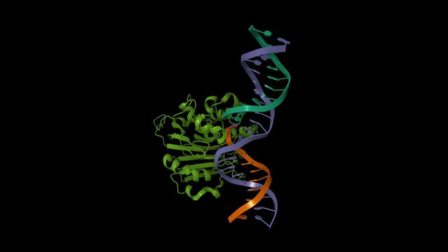 Human apurinic-apyrimidinic (AP) endonuclease 1 (APE1)  exonuclease substrate complex with a C-T mismatch. Animated 3D cartoon model, PDB 5wn4, black background