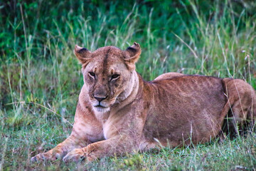 Naklejka na ściany i meble Lioness resting in the cool of the evening in the Maasai Mara Game reserve, Kenya, Africa
