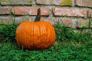 Ripe pumpkin on a green lawn leaning against a brick wall