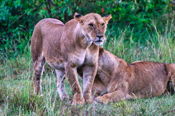 A Pair of Lioness in the Maasai Mara, Kenya, Africa