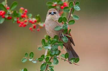 Bay winged Cowbird in Calden forest environment, La Pampa Province, Patagonia, Argentina.