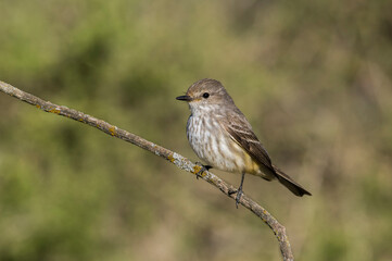 Vermilion Flycatcher female, perched, La Pampa, Argentina