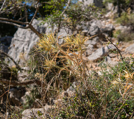 detail of a small plant growing in mediterranean region in Croatia