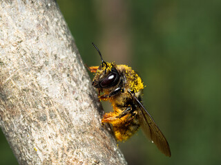Apis