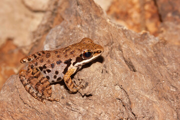 Close of of small vietnamese frog , Sylvirana maosonensis on the ground