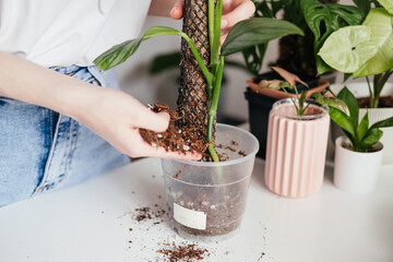 Woman repotting epipremnum houseplant into transparent container. Hands adding up fresh soil in...