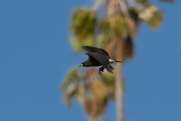 Snail Kite , Ibera Marsh National Park , Corrientes  province, Patagonia , Argentina.
