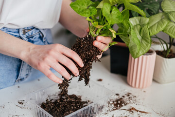 Female hands repotting green syngonium houseplant. Woman inspecting soil around roots. Root rot,...