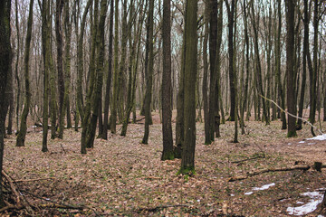 temperate forest during snowless winter