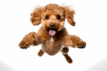 Poodle Jumping on White Background	