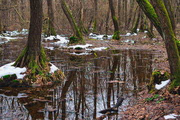 Alder carr during winter season