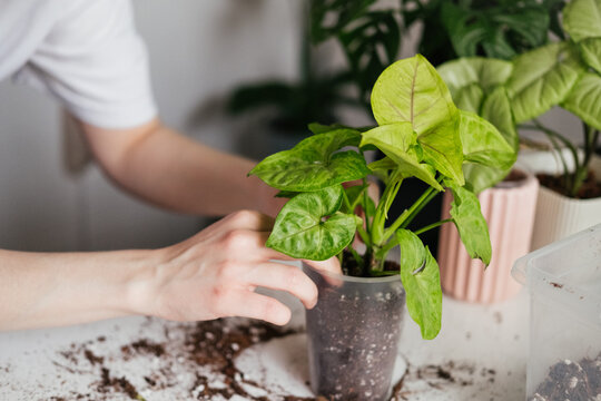 Female hands repotting green syngonium houseplant. Woman inspecting soil around roots. Root rot, yellowing leaves. Spring summer plant repotting and care