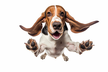 Basset Hound Jumping on White Background	