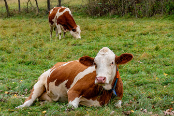 K&uuml;he grasen auf einer Weide