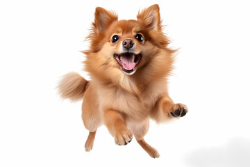 Pomeranian Jumping on White Background	