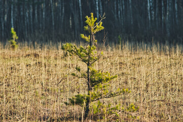 Small pine trees growing on floating mat at polesie region in Poland during winter season