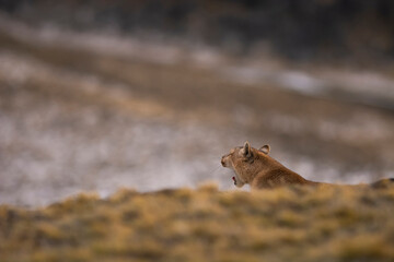 Puma walking in mountain environment, Torres del Paine National Park, Patagonia, Chile.