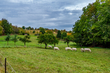 Kühe grasen auf einer Weide