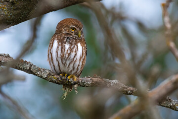 Ferruginous Pygmy owl, Glaucidium brasilianum, Calden forest, La Pampa Province, Patagonia, Argentina.
