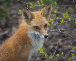 headshot of little red fox