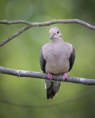 mourning dove isolated on green background on a branch