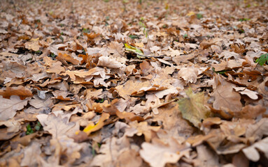 A background of fallen oak leaves in the fall