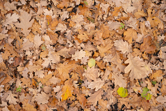 A background of fallen oak leaves in the fall