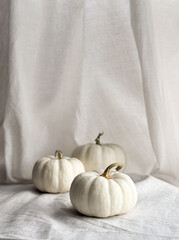 moody and poetic white cream pumpkins on draped linen background halloween autumn christmas...